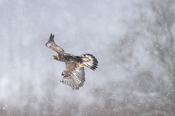 Golden Eagle / Orzeł przedni