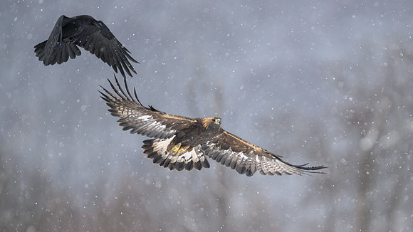 Golden Eagle / Orzeł przedni