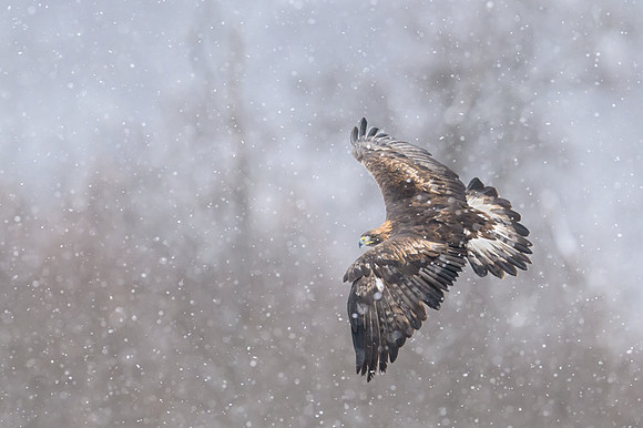 Golden Eagle / Orzeł przedni