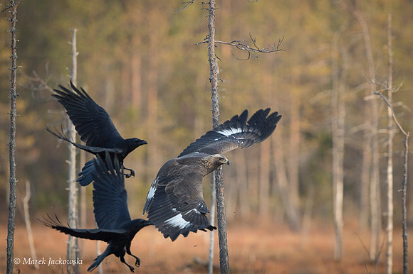 Golden Eagle / Orzeł przedni