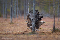 Golden Eagle / Orzeł przedni