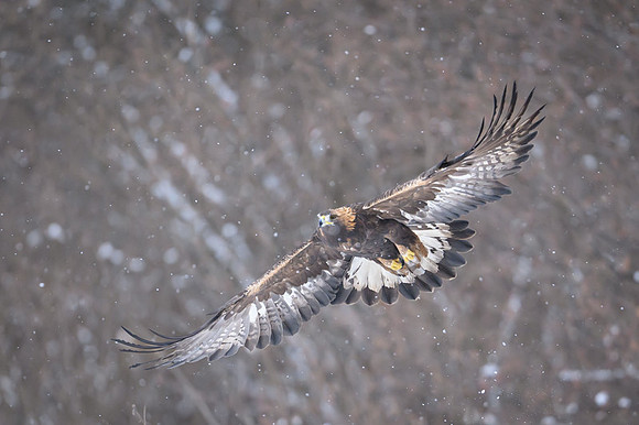 Golden Eagle / Orzeł przedni