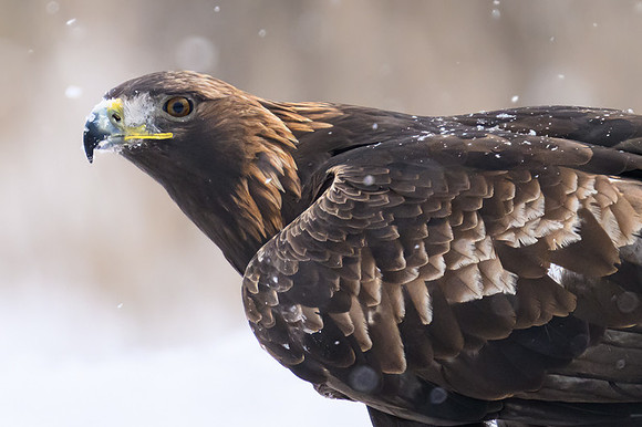 Golden Eagle / Orzeł przedni