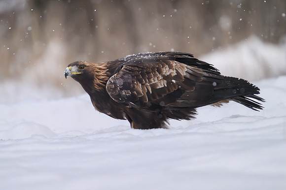 Golden Eagle / Orzeł przedni