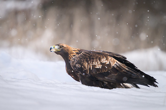 Golden Eagle / Orzeł przedni