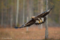 Golden Eagle / Orzeł przedni