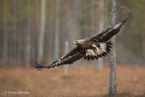 Golden Eagle / Orzeł przedni