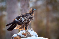 Golden Eagle / Orzeł przedni