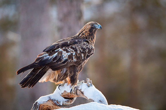 Golden Eagle / Orzeł przedni