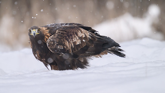 Golden Eagle / Orzeł przedni