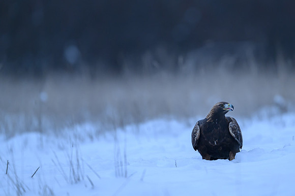 Golden Eagle / Orzeł przedni