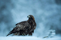 Golden Eagle / Orzeł przedni