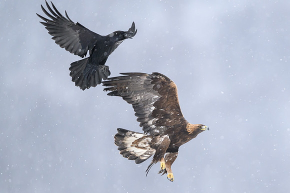Golden Eagle / Orzeł przedni