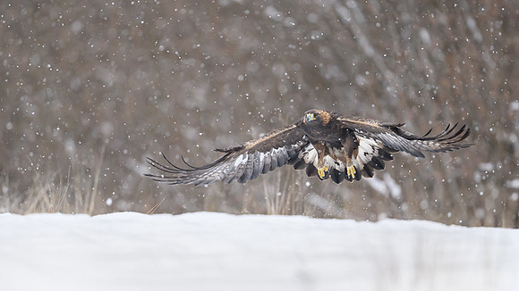 Golden Eagle / Orzeł przedni