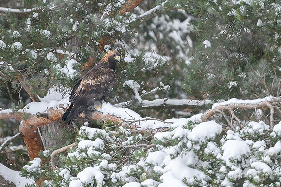 Golden Eagle / Orzeł przedni