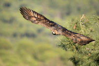 Golden Eagle / Orzeł przedni