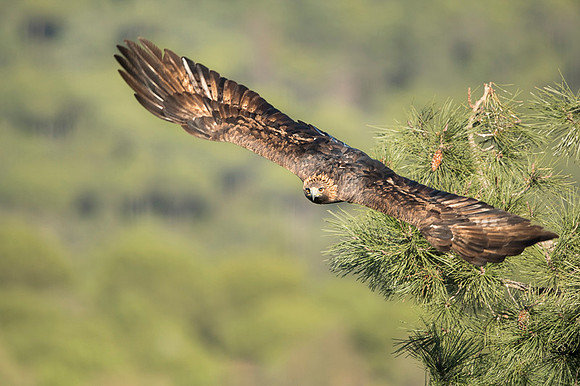 Golden Eagle / Orzeł przedni