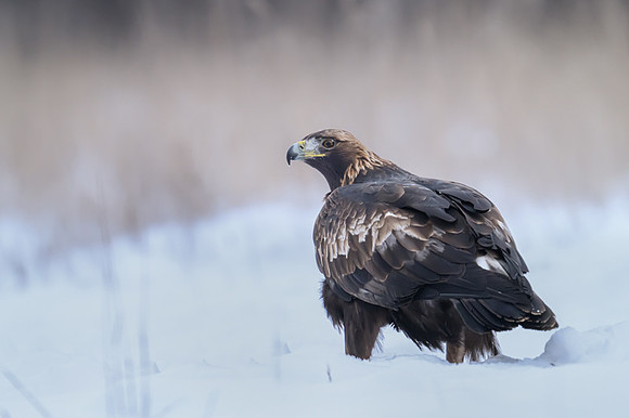 Golden Eagle / Orzeł przedni