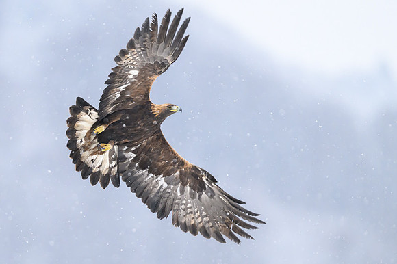 Golden Eagle / Orzeł przedni