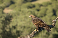 Golden Eagle / Orzeł przedni
