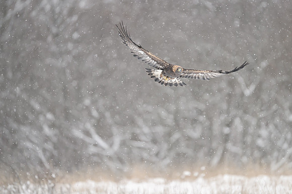 Golden Eagle / Orzeł przedni
