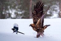 Golden Eagle / Orzeł przedni