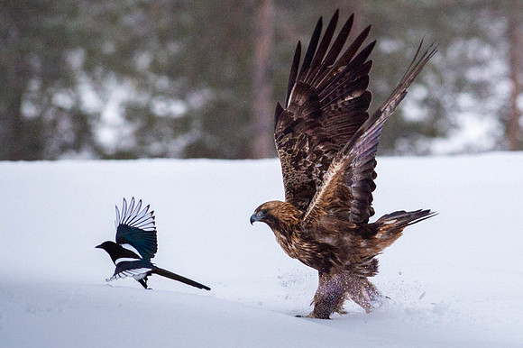 Golden Eagle / Orzeł przedni