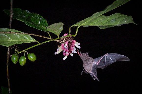 Nectar feeding bat
