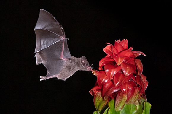 Nectar feeding bat