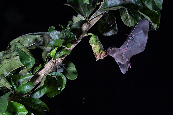 Nectar feeding bat