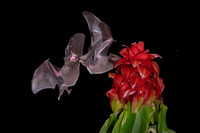 Nectar feeding bat