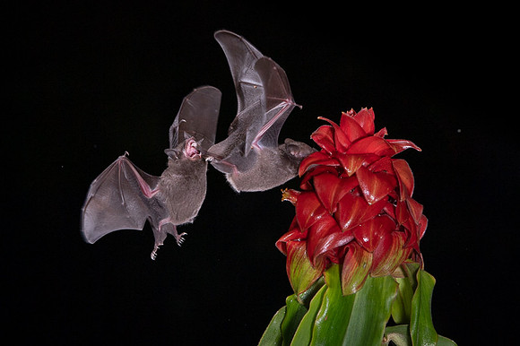 Nectar feeding bat