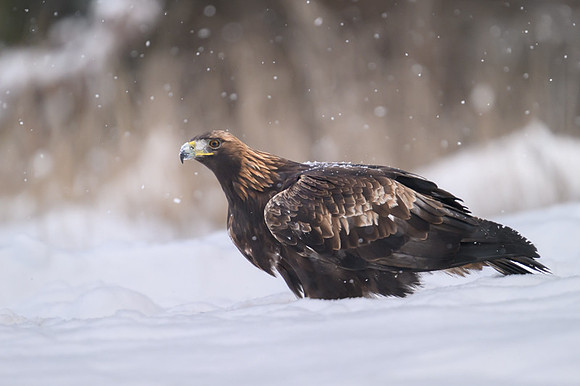 Golden Eagle / Orzeł przedni