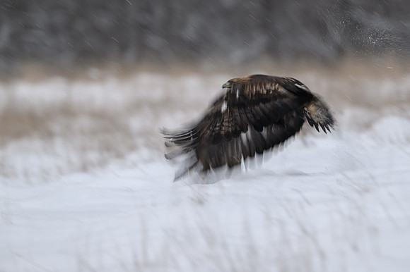 Golden Eagle / Orzeł przedni