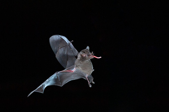 Nectar feeding bat
