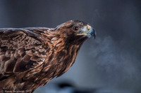 Golden Eagle / Orzeł przedni