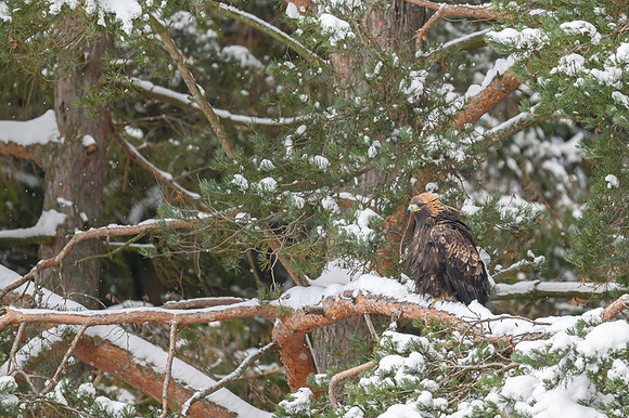 Golden Eagle / Orzeł przedni