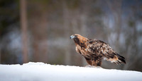 Golden Eagle / Orzeł przedni