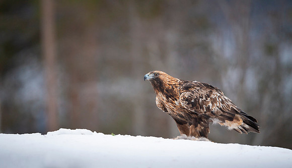 Golden Eagle / Orzeł przedni