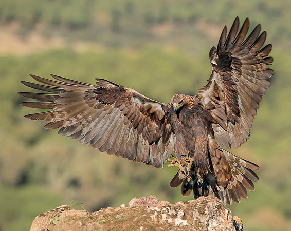 Golden Eagle / Orzeł przedni