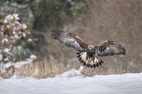 Golden Eagle / Orzeł przedni