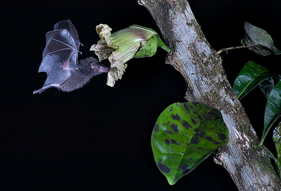 Nectar feeding bat