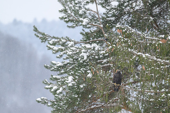 Golden Eagle / Orzeł przedni