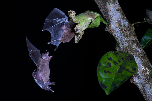 Nectar feeding bat