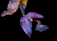 Nectar feeding bat