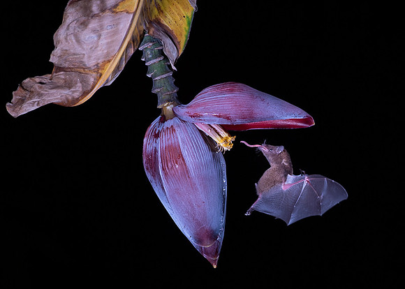 Nectar feeding bat