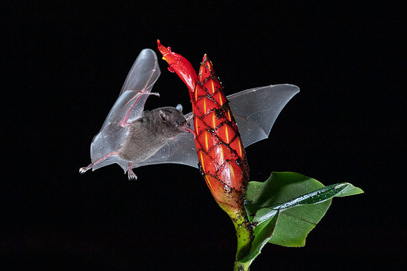Nectar feeding bat