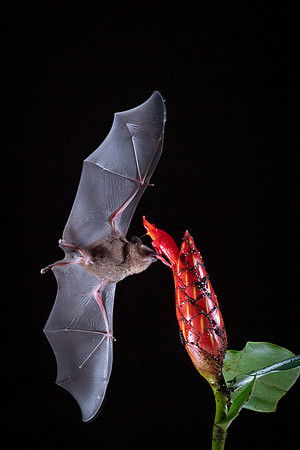 Nectar feeding bat