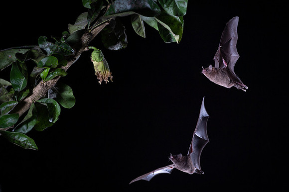 Nectar feeding bat