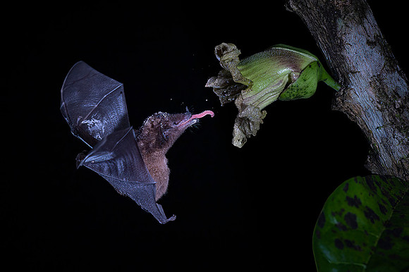 Nectar feeding bat